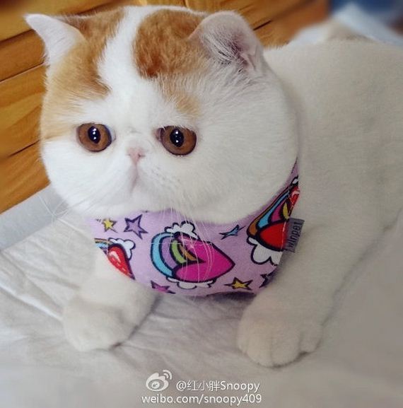 Fashionable Looks Worn By Snoopy The Cat